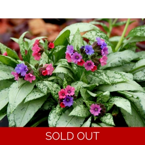Pulmonaria 'Silver Bouquet'